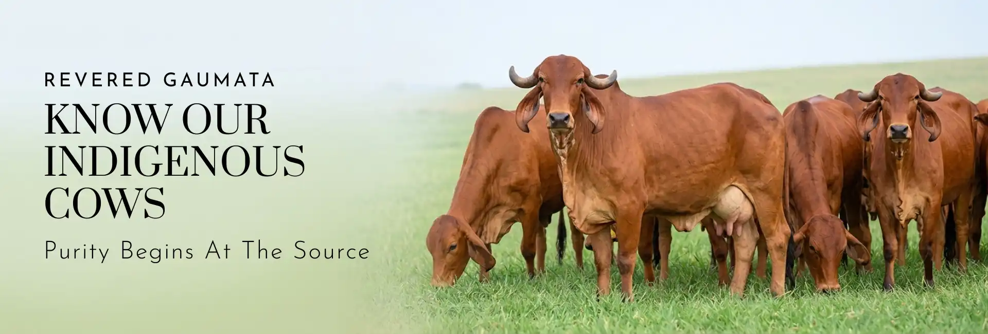 Sahiwal and Gir cows at Vedatman A2 Ghee farms