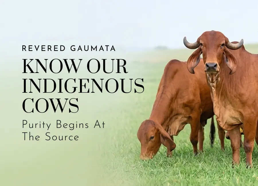 Sahiwal and Gir cows at Vedatman A2 Ghee farms mobile banner